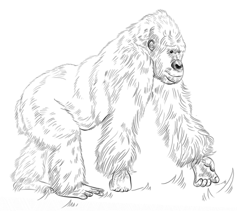 Silverback Gorilla Coloring Page